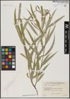 Foto von Salix acmophylla Boiss.